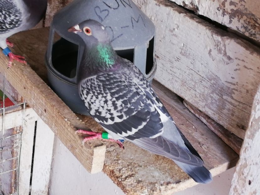  - 2019-MAI-PUI-ZBURATORI-ANTRENAMENTE