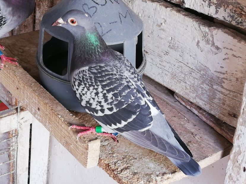  - 2019-MAI-PUI-ZBURATORI-ANTRENAMENTE