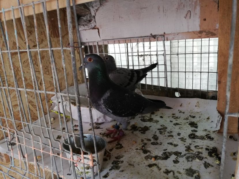  - 2019-MAI-PUI-ZBURATORI-ANTRENAMENTE