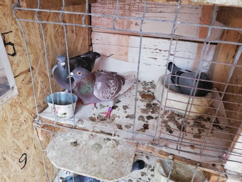  - 2019-MAI-PUI-ZBURATORI-ANTRENAMENTE