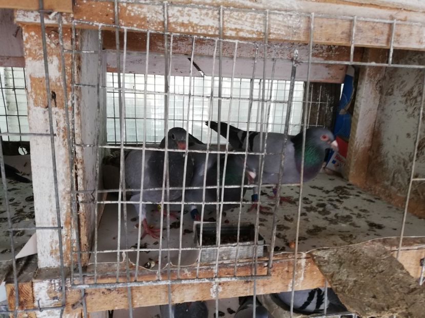  - 2019-MAI-PUI-ZBURATORI-ANTRENAMENTE