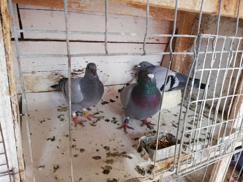  - 2019-MAI-PUI-ZBURATORI-ANTRENAMENTE