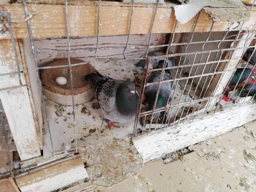  - 2019-MAI-PUI-ZBURATORI-ANTRENAMENTE