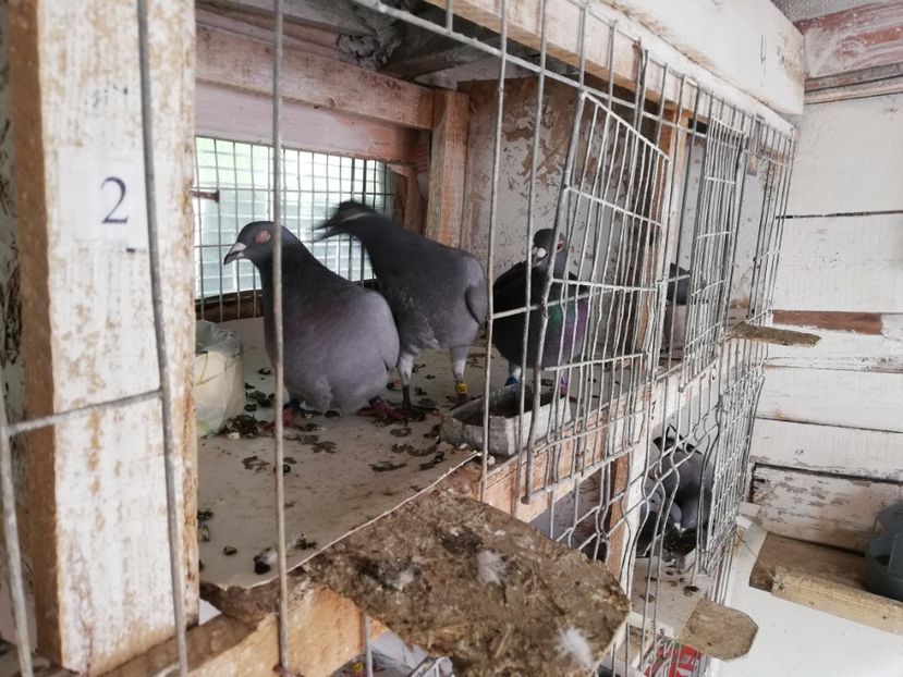  - 2019-MAI-PUI-ZBURATORI-ANTRENAMENTE