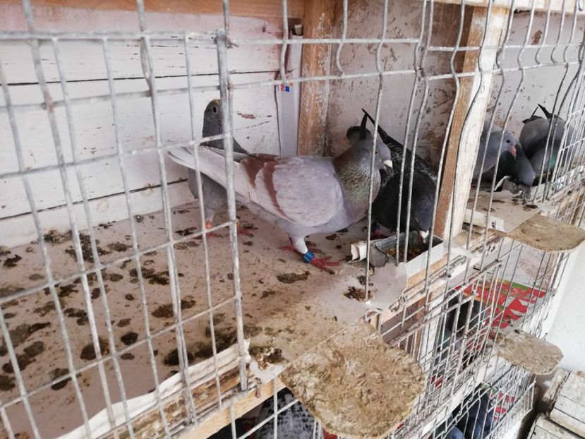  - 2019-MAI-PUI-ZBURATORI-ANTRENAMENTE