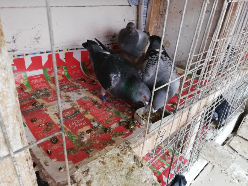  - 2019-MAI-PUI-ZBURATORI-ANTRENAMENTE