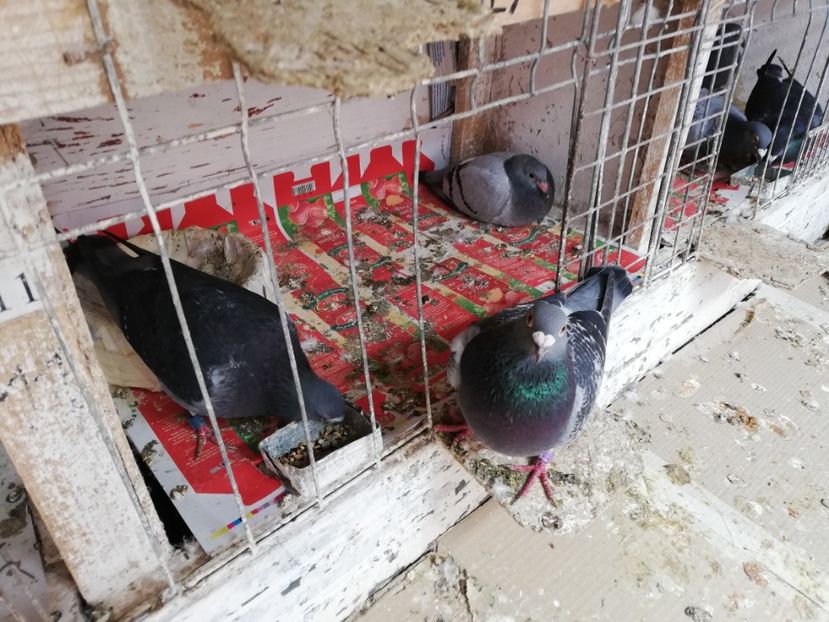  - 2019-MAI-PUI-ZBURATORI-ANTRENAMENTE