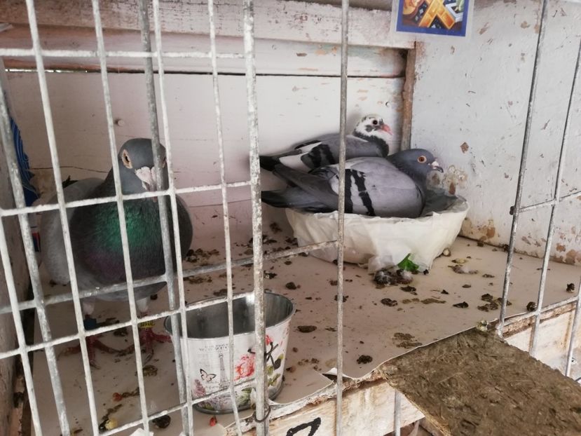  - 2019-MAI-PUI-ZBURATORI-ANTRENAMENTE