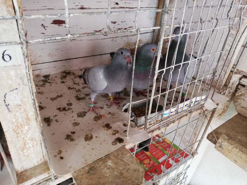  - 2019-MAI-PUI-ZBURATORI-ANTRENAMENTE