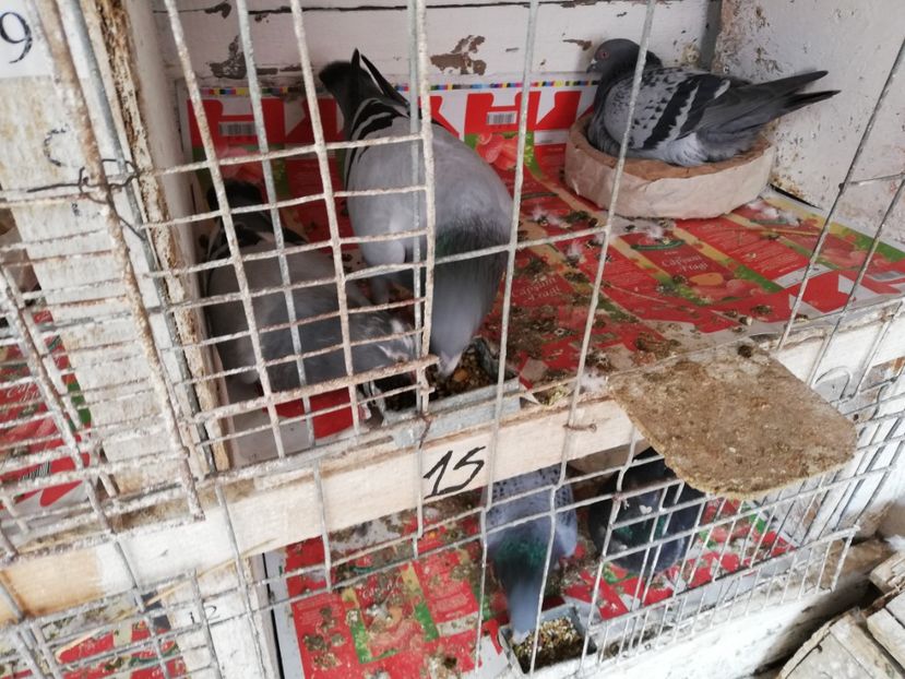  - 2019-MAI-PUI-ZBURATORI-ANTRENAMENTE