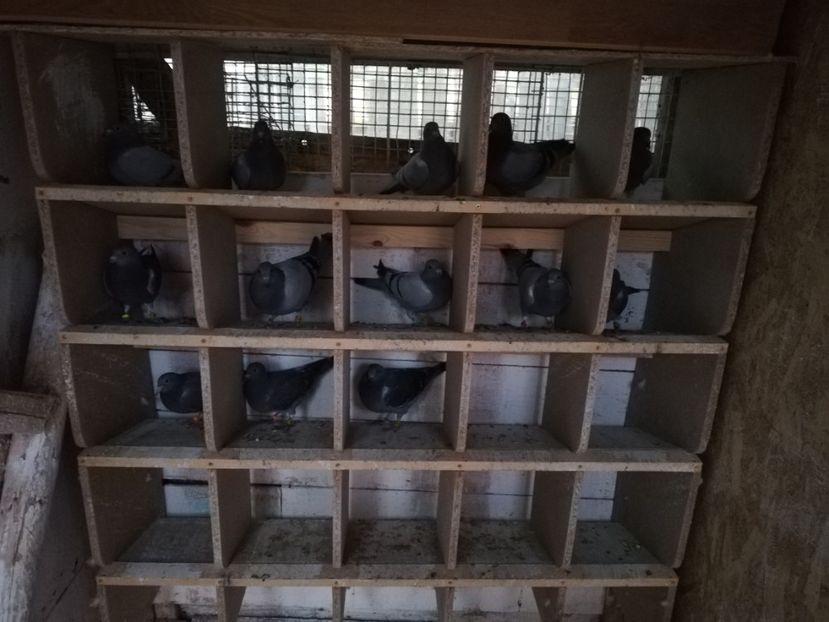  - 2019-MAI-PUI-ZBURATORI-ANTRENAMENTE