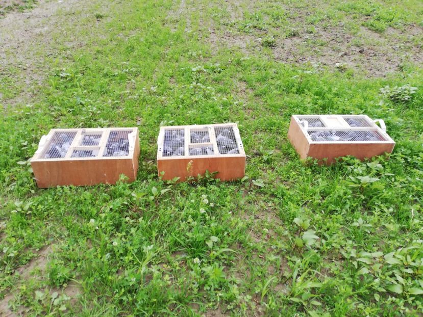  - 2019-MAI-PUI-ZBURATORI-ANTRENAMENTE