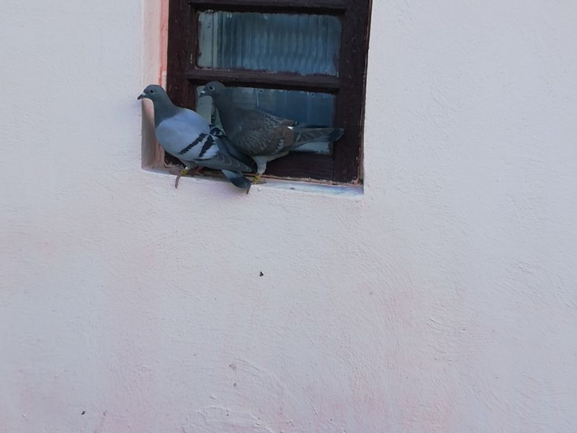  - 2019-MAI-PUI-ZBURATORI-ANTRENAMENTE