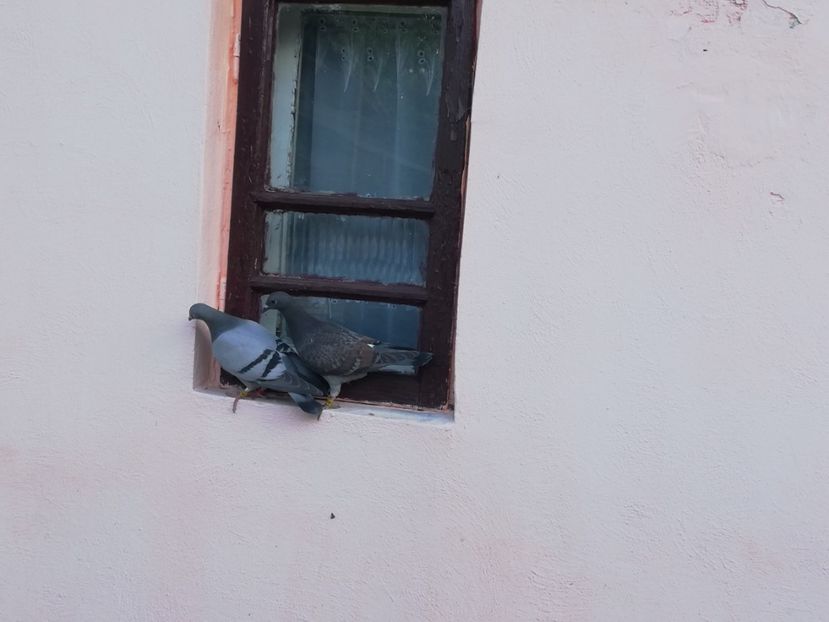  - 2019-MAI-PUI-ZBURATORI-ANTRENAMENTE