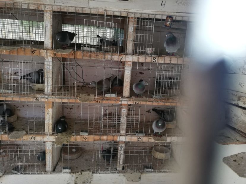  - 2019-MAI-PUI-ZBURATORI-ANTRENAMENTE