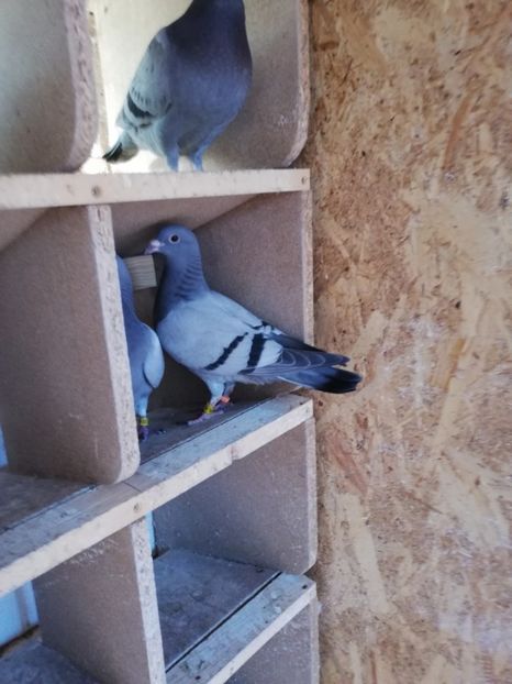  - 2019-MAI-PUI-ZBURATORI-ANTRENAMENTE