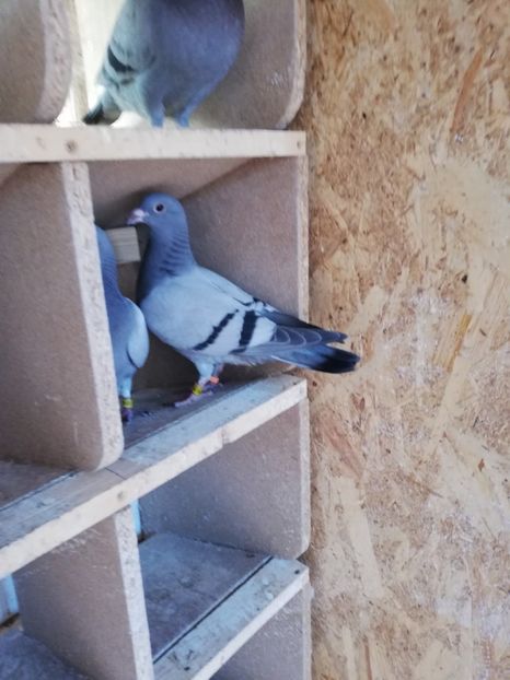  - 2019-MAI-PUI-ZBURATORI-ANTRENAMENTE