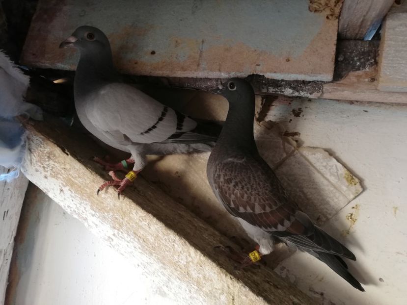  - 2019-MAI-PUI-ZBURATORI-ANTRENAMENTE