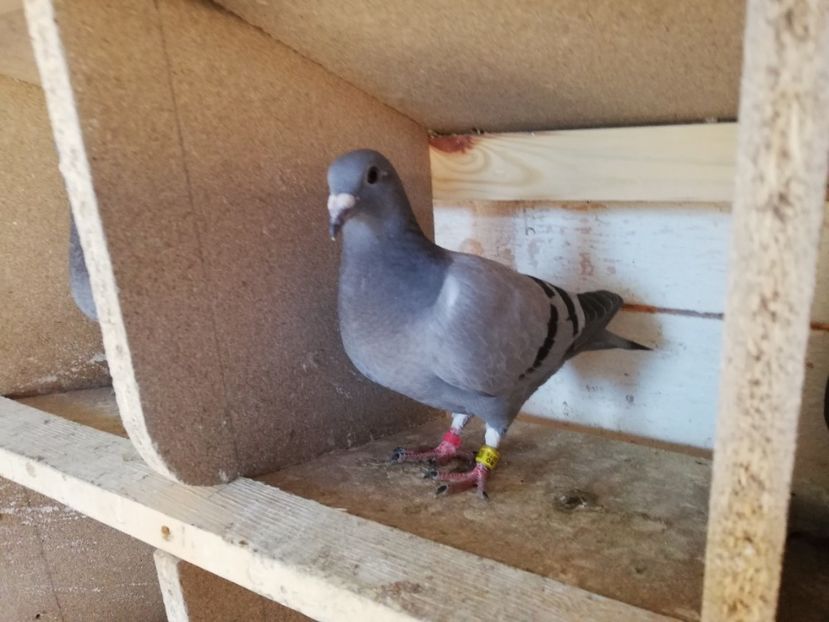  - 2019-MAI-PUI-ZBURATORI-ANTRENAMENTE