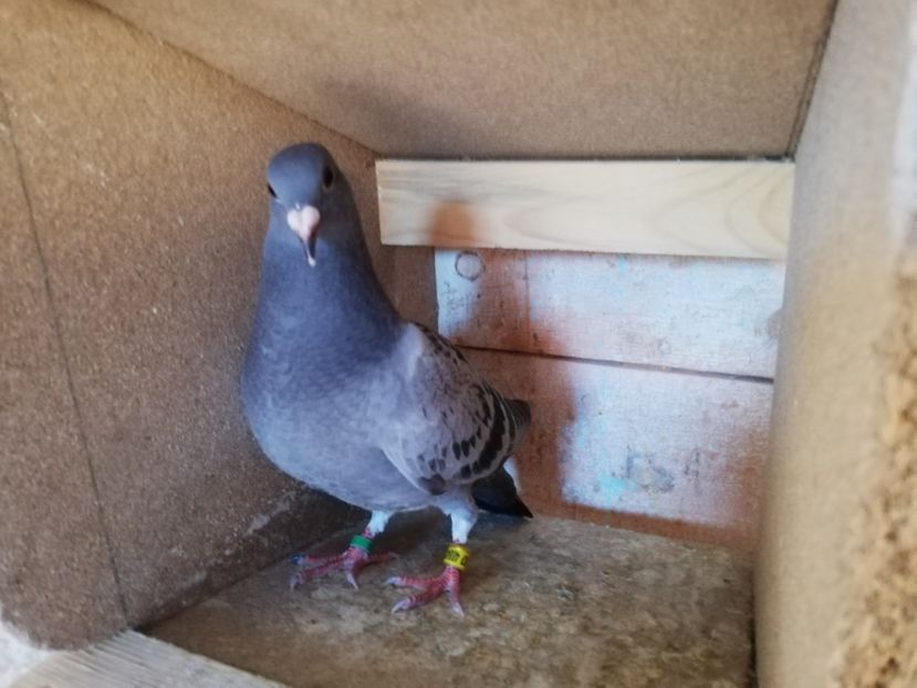  - 2019-MAI-PUI-ZBURATORI-ANTRENAMENTE