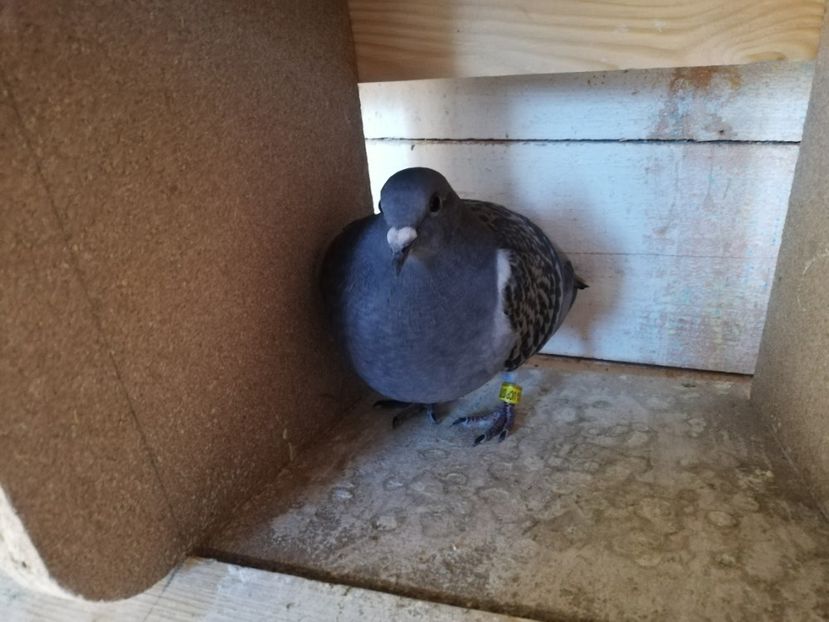  - 2019-MAI-PUI-ZBURATORI-ANTRENAMENTE