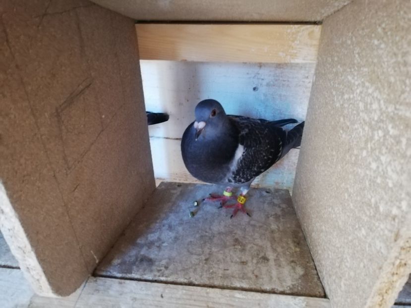  - 2019-MAI-PUI-ZBURATORI-ANTRENAMENTE