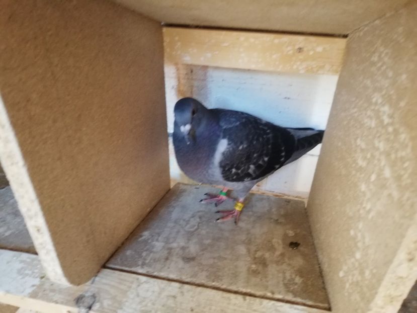  - 2019-MAI-PUI-ZBURATORI-ANTRENAMENTE