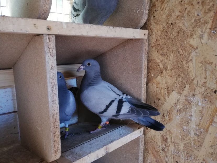  - 2019-MAI-PUI-ZBURATORI-ANTRENAMENTE