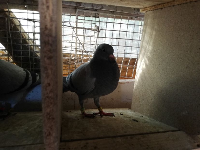  - 2019-MAI-PUI-ZBURATORI-ANTRENAMENTE