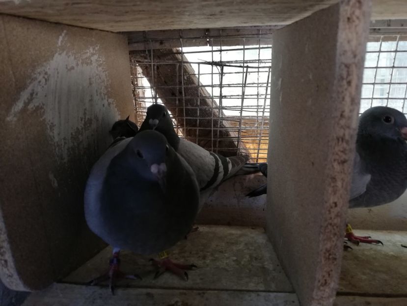  - 2019-MAI-PUI-ZBURATORI-ANTRENAMENTE