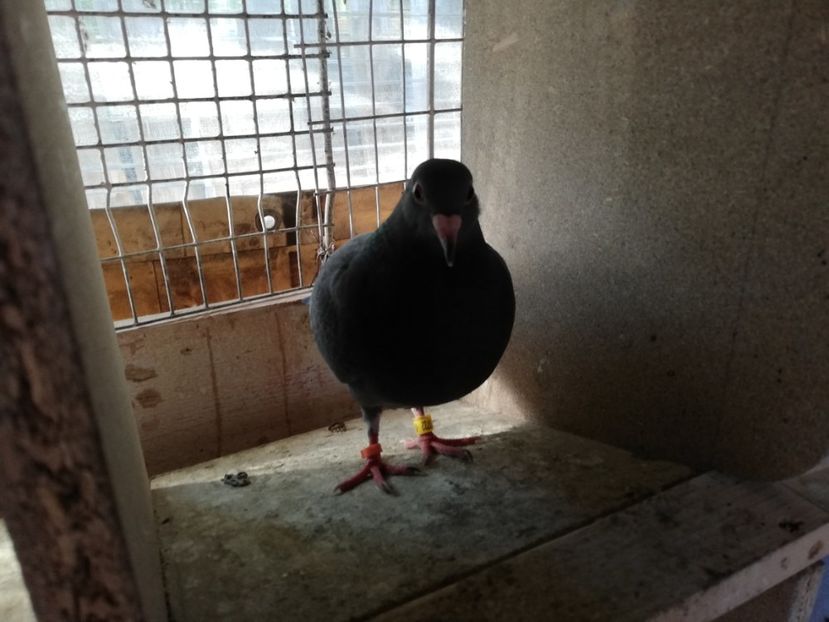  - 2019-MAI-PUI-ZBURATORI-ANTRENAMENTE