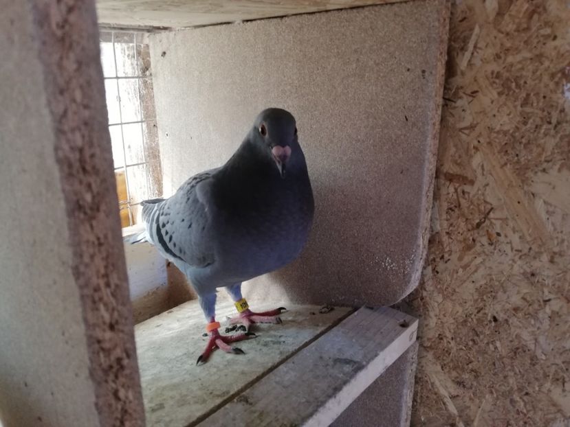  - 2019-MAI-PUI-ZBURATORI-ANTRENAMENTE