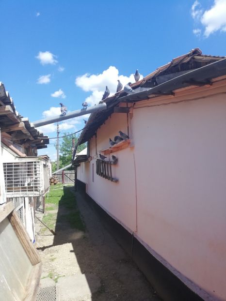  - 2019-MAI-PUI-ZBURATORI-ANTRENAMENTE