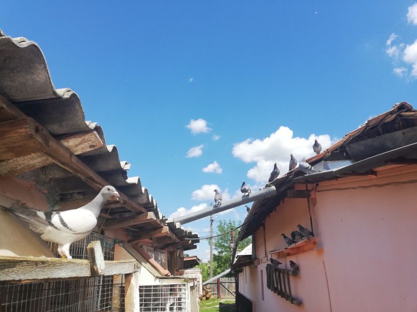  - 2019-MAI-PUI-ZBURATORI-ANTRENAMENTE