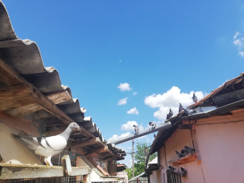  - 2019-MAI-PUI-ZBURATORI-ANTRENAMENTE