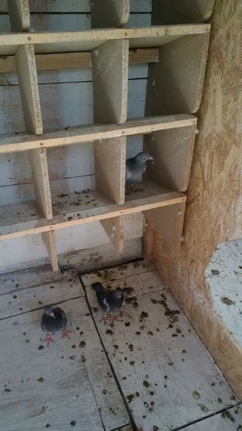 IMG-20190503-WA0002 - 2019-MAI-PUI-ZBURATORI-ANTRENAMENTE