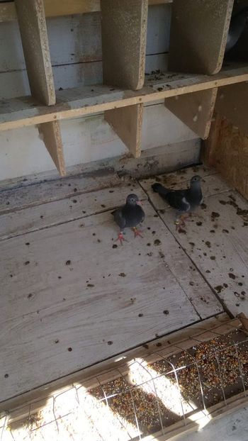 IMG-20190503-WA0003 - 2019-MAI-PUI-ZBURATORI-ANTRENAMENTE