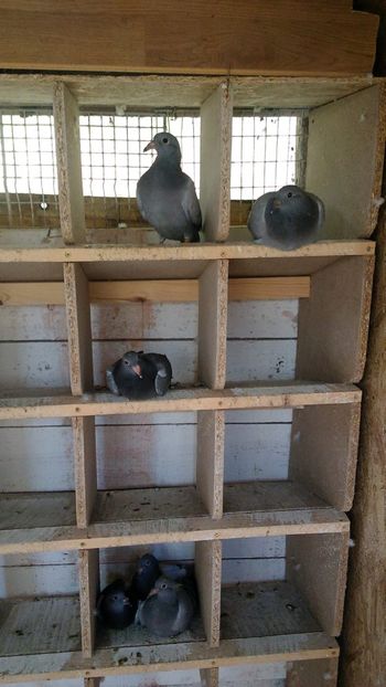 IMG-20190503-WA0009 - 2019-MAI-PUI-ZBURATORI-ANTRENAMENTE