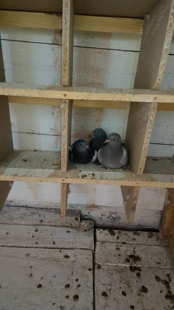 IMG-20190503-WA0010 - 2019-MAI-PUI-ZBURATORI-ANTRENAMENTE