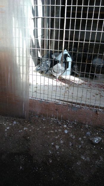 IMG-20190505-WA0026 - 2019-MAI-PUI-ZBURATORI-ANTRENAMENTE