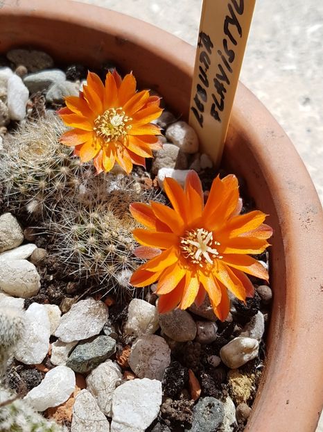 Tot rebutia flavistyla - Rebutia