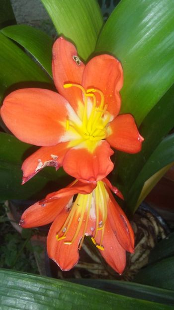 Nakamura red - CLIVIA