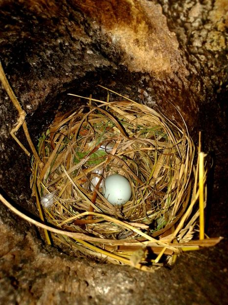 START SERIA 2 - AAAAAA_CUIB GRAURI 2018_2019_2020_2022_2023