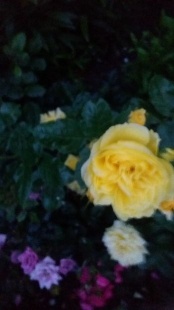 Anny duperey - Gradina 2019