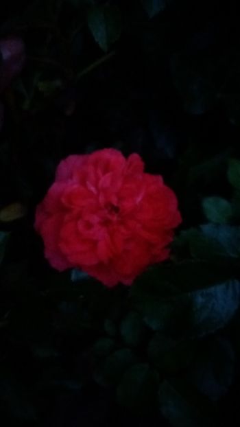 Uetersen rosenkonigin - Gradina 2019