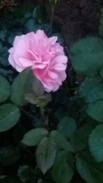 Home&garden - Gradina 2019