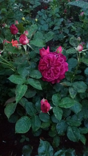 Munstead wood - Gradina 2019