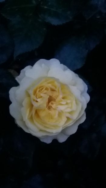 The sun and the heart - Gradina 2019