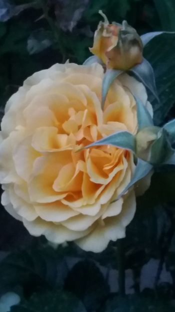 Amber queen - Gradina 2019