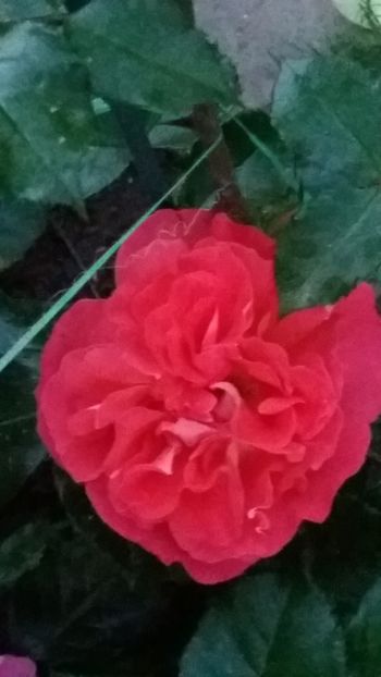 Gebruder grimm - Gradina 2019